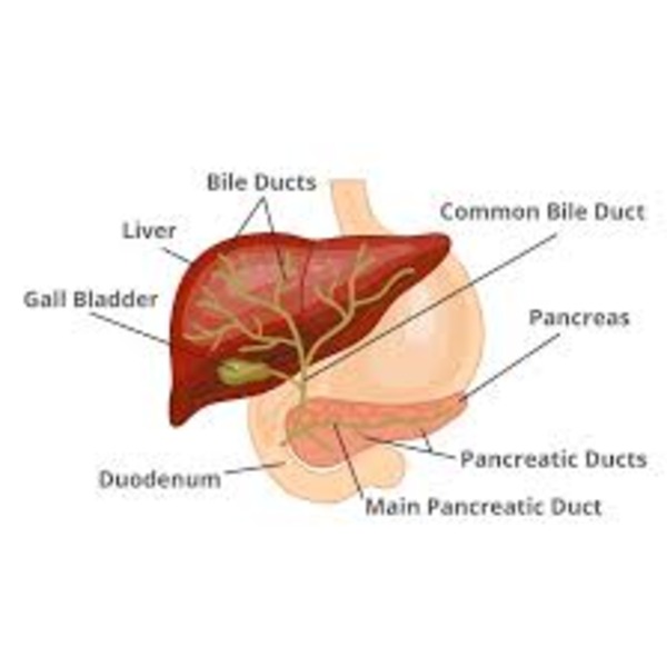Biliary Atresia Treatment
