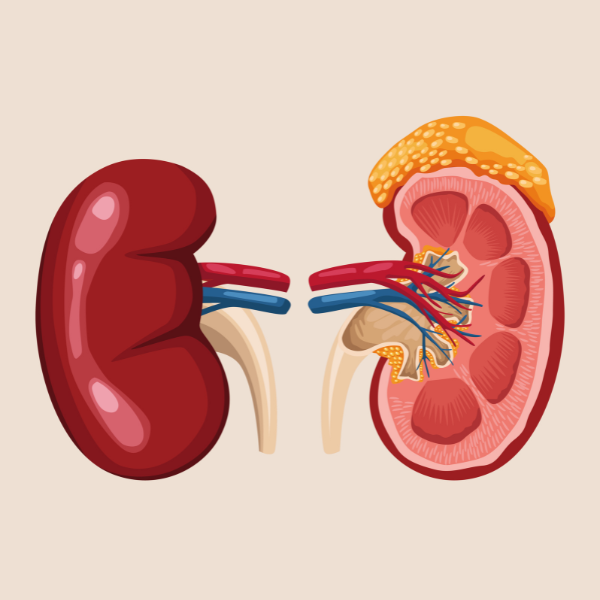 What causes an enlarged liver?